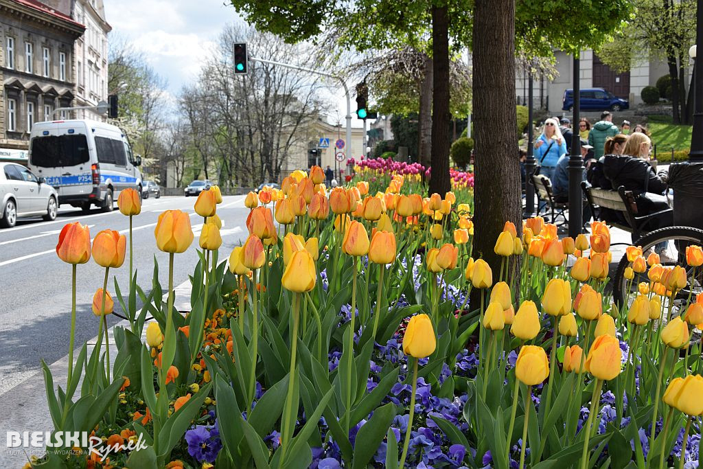 Bielsko-Biała w tulipanach