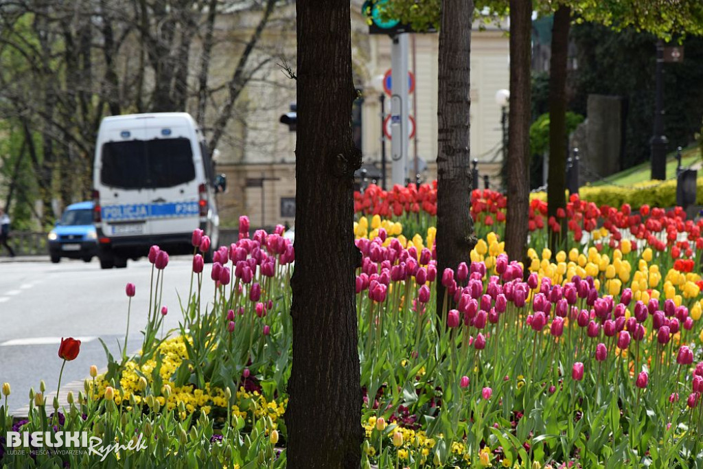 Bielsko-Biała w tulipanach