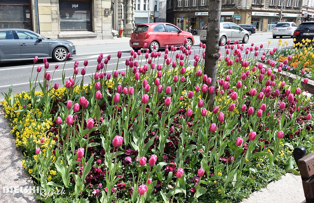 Bielsko-Biała w tulipanach