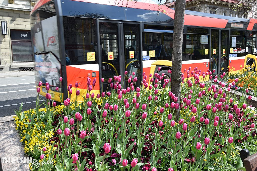 Bielsko-Biała w tulipanach
