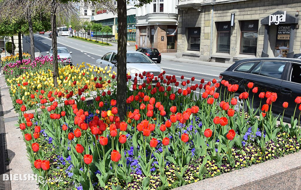 Bielsko-Biała w tulipanach