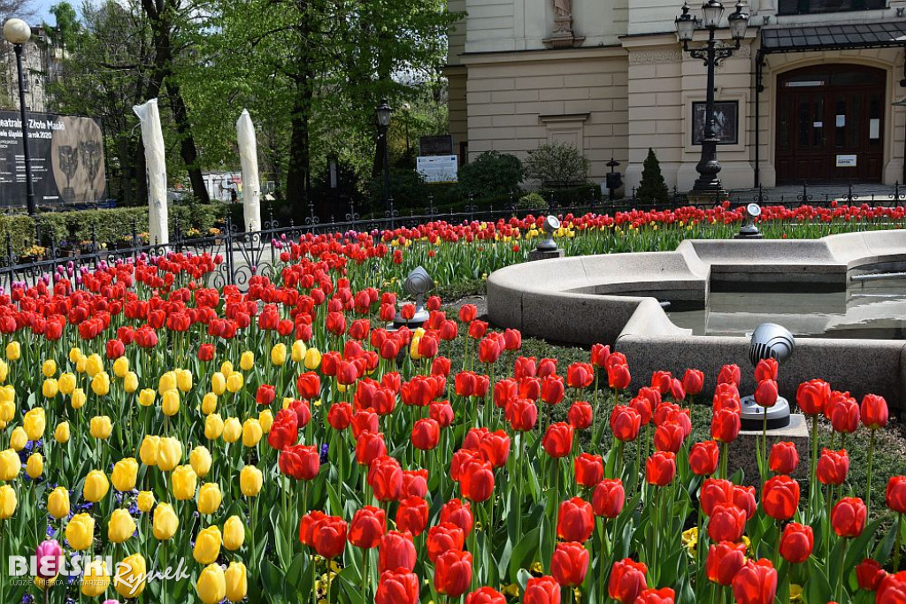 Bielsko-Biała w tulipanach