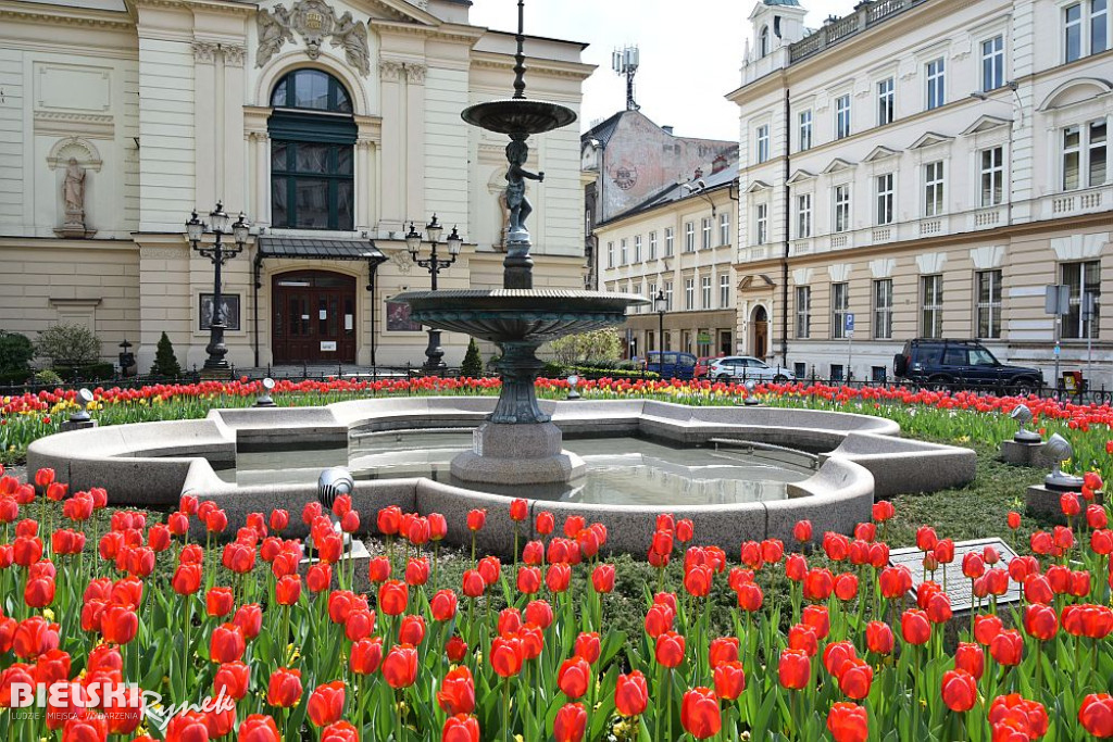 Bielsko-Biała w tulipanach