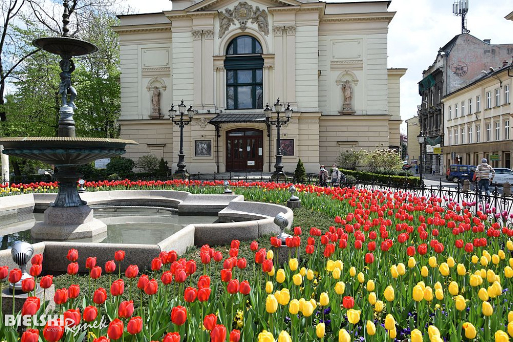 Bielsko-Biała w tulipanach