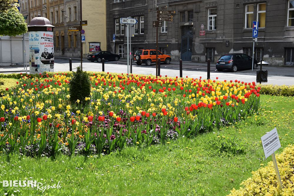 Bielsko-Biała w tulipanach