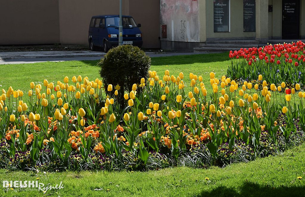 Bielsko-Biała w tulipanach