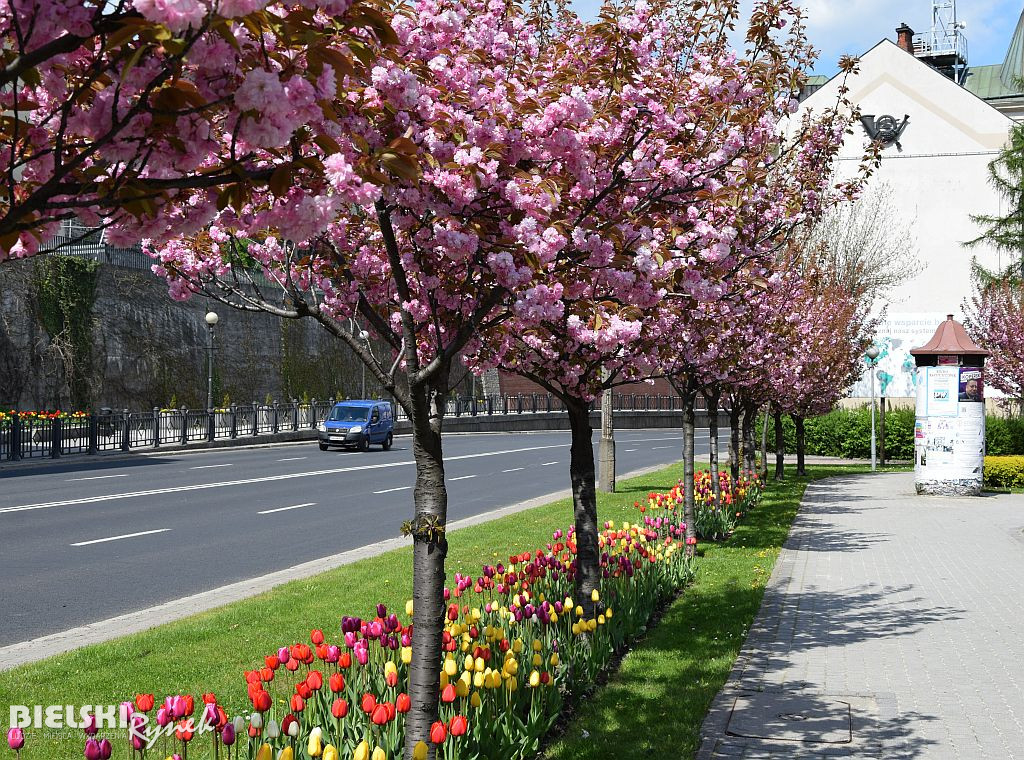 Bielsko-Biała w tulipanach