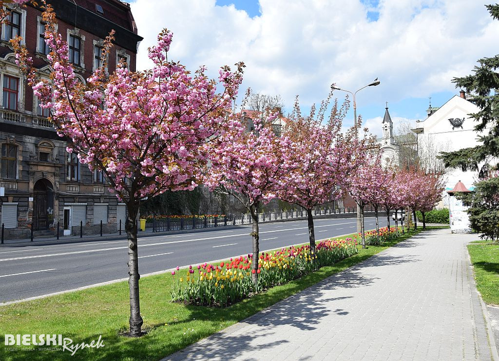 Bielsko-Biała w tulipanach