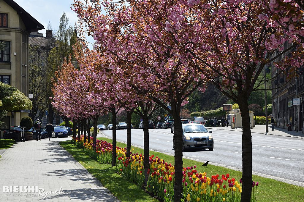 Bielsko-Biała w tulipanach