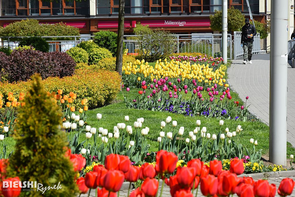 Bielsko-Biała w tulipanach