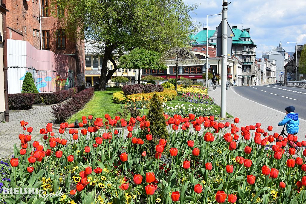 Bielsko-Biała w tulipanach