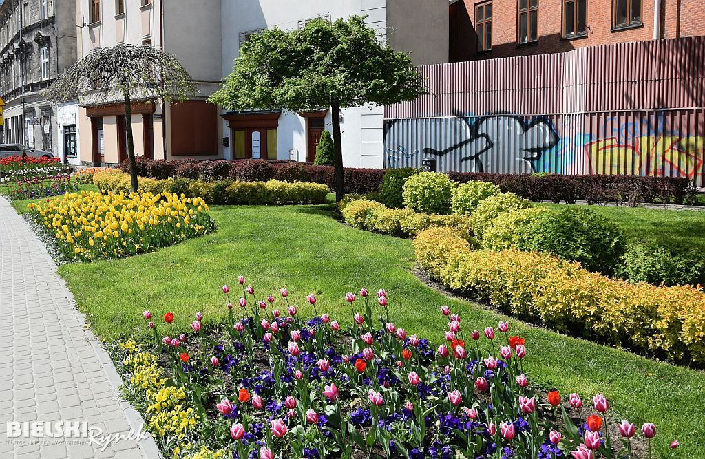 Bielsko-Biała w tulipanach