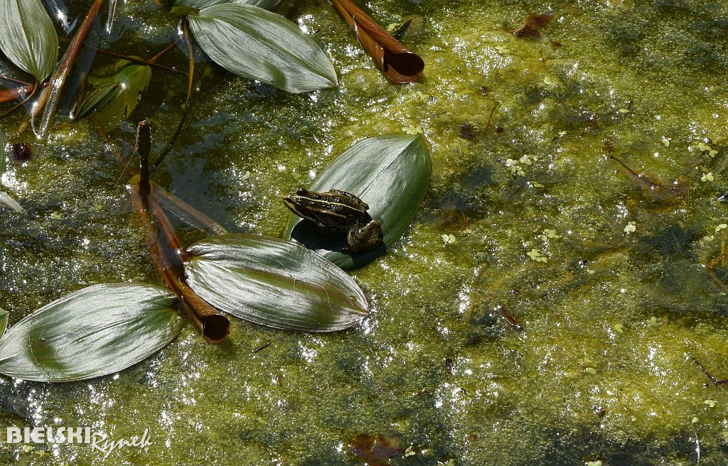 Wszystkie barwy ogrodów Kapias