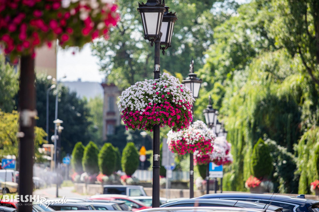 Ukwiecone miasto Bielsko-Biała startuje ponownie w plebiscycie