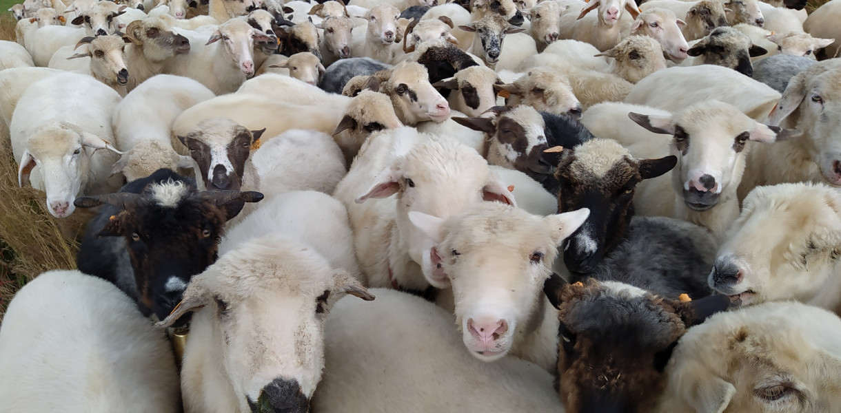 Jak górale na halach owce wypasają