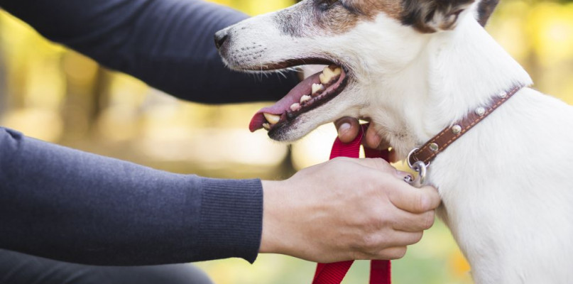 Więcej praw dla zwierząt domowych - więcej obowiązków dla właścicieli