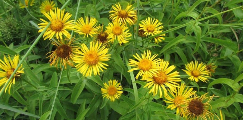 Oman wielki – zioło odkrywane na nowo