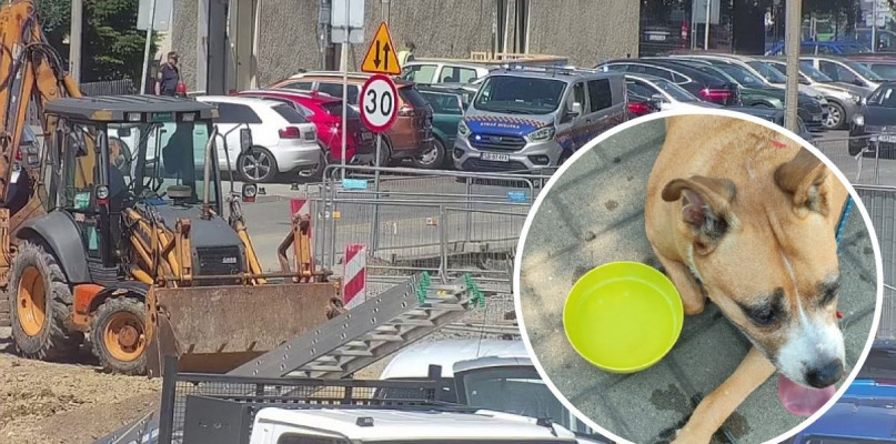 Zostawił psa w samochodzie. W ostatniej chwili dyszącego z upału psa uratowali strażnicy miejscy 