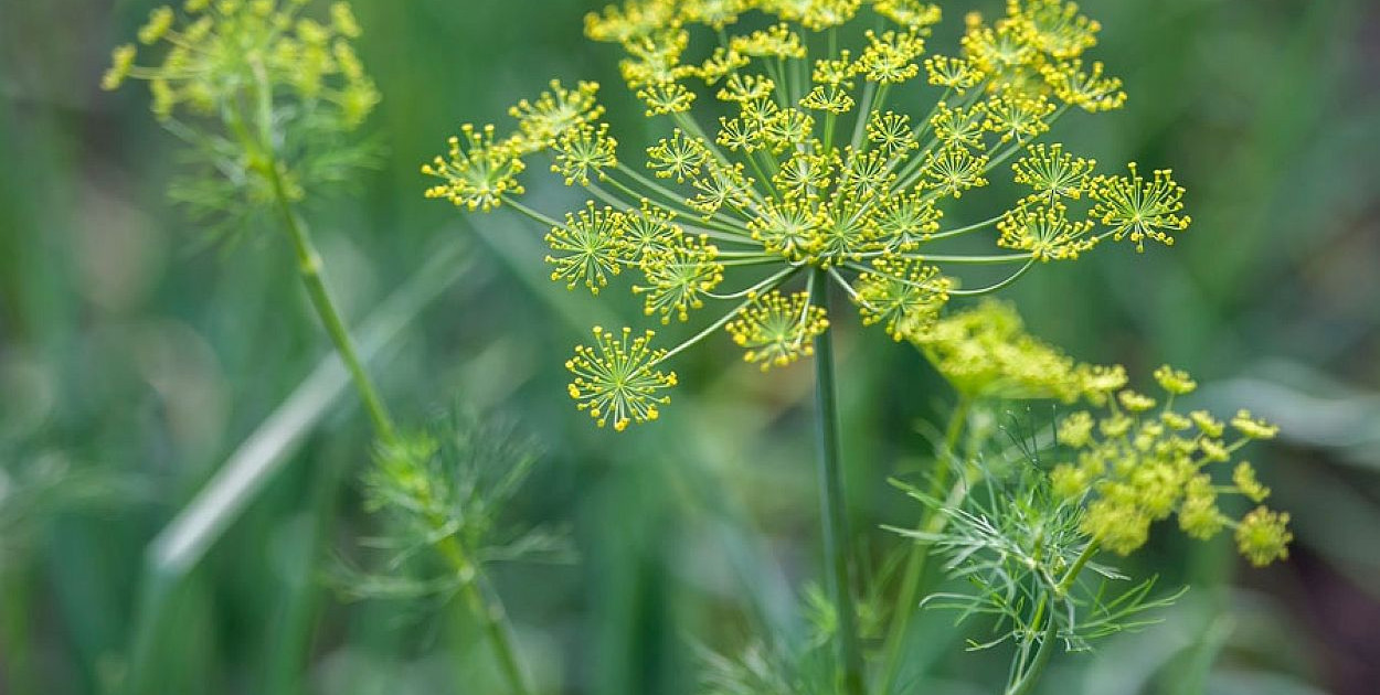 Koper włoski nie tylko od święta