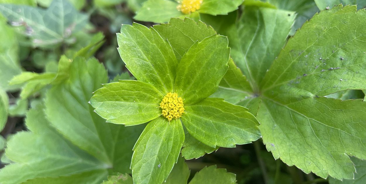 Cieszynianka wiosenna