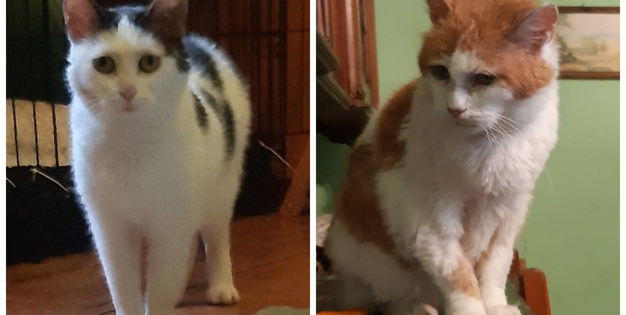 Odczarowujemy kocią białaczkę!