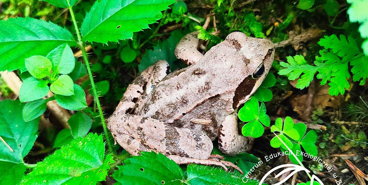 Dni Bielska-Białej z ekologią. Spotkanie w Centrum Edukacji Ekologicznej 