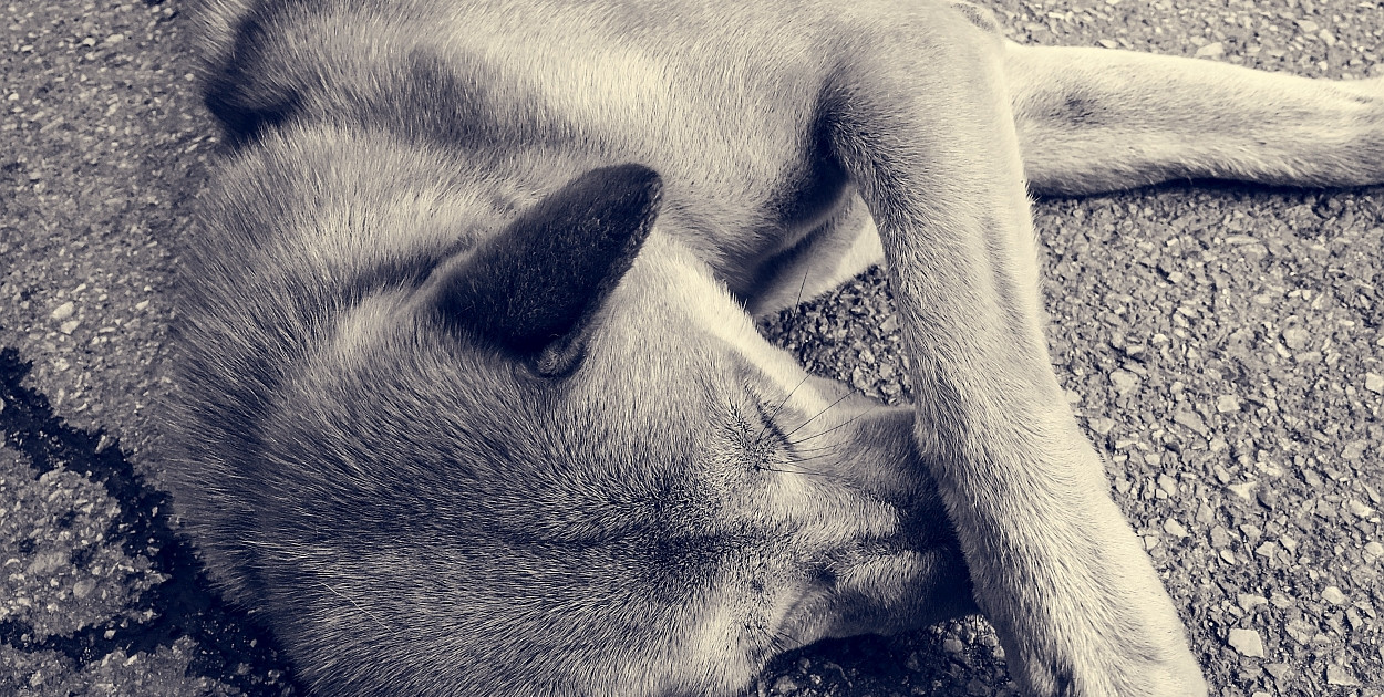 Zdychają czy umierają? A może po prostu odchodzą za tęczowy most