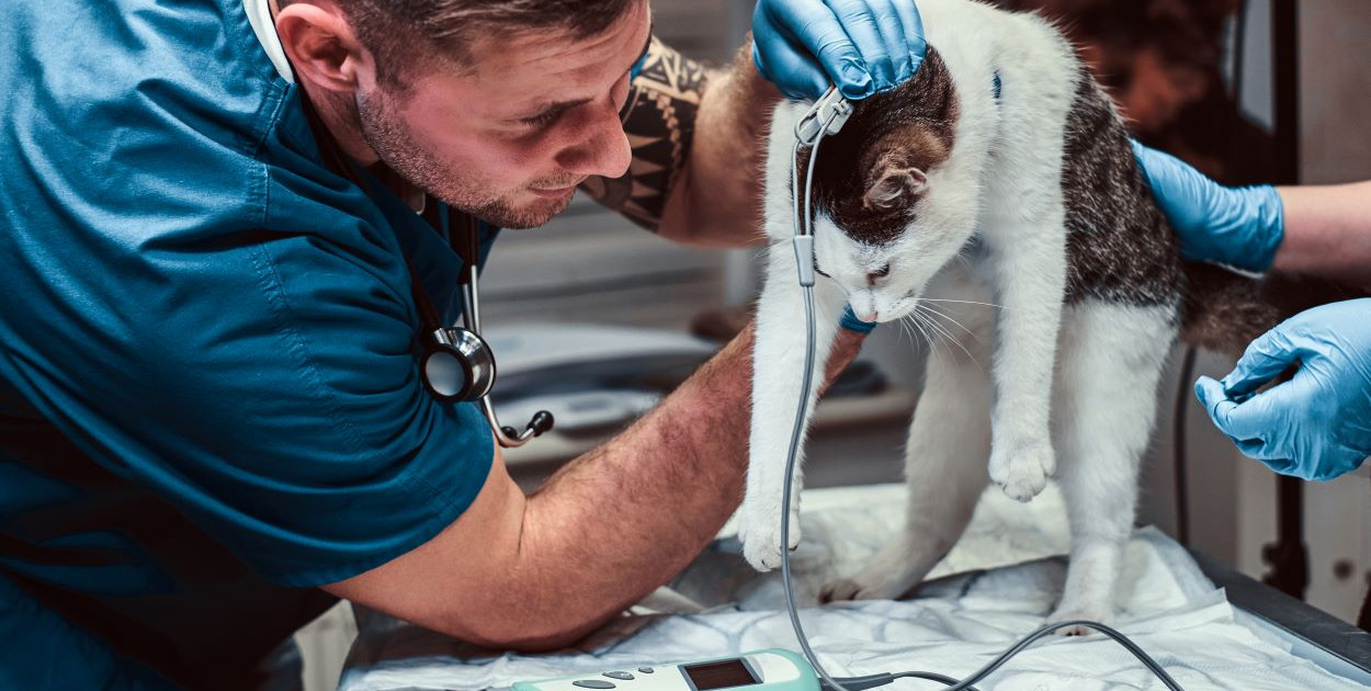 Zwierzęta bez pomocy w nocy i święta? Radny apeluje o zmiany