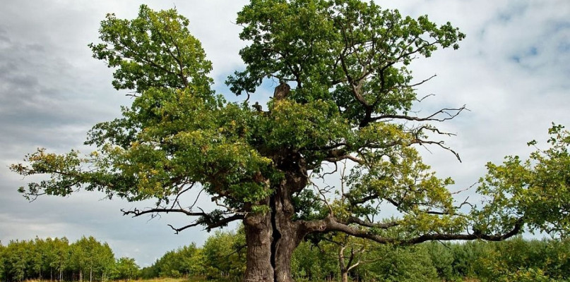 Dąb Dunin walczy o pierwsze miejsce w konkursie na Europejskie Drzewo Roku
