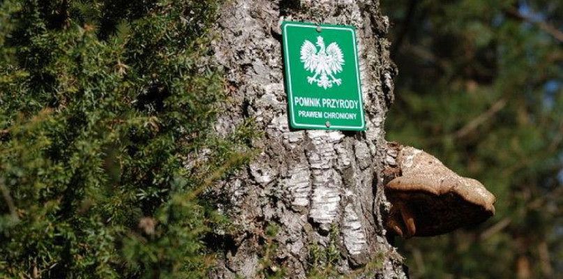 Cztery drzewa dołączą do pomników przyrody ożywionej w Bielsku-Białej.