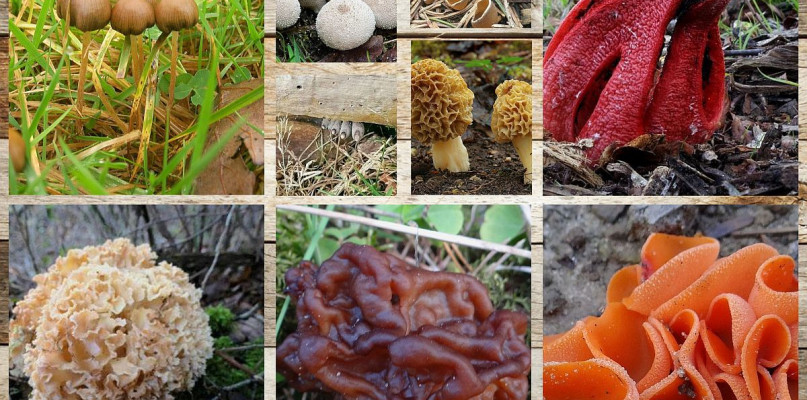 W poszukiwaniu prawdziwków możecie natknąć się na niesamowite "stwory". 14 niezwykłych grzybów w naszych lasach