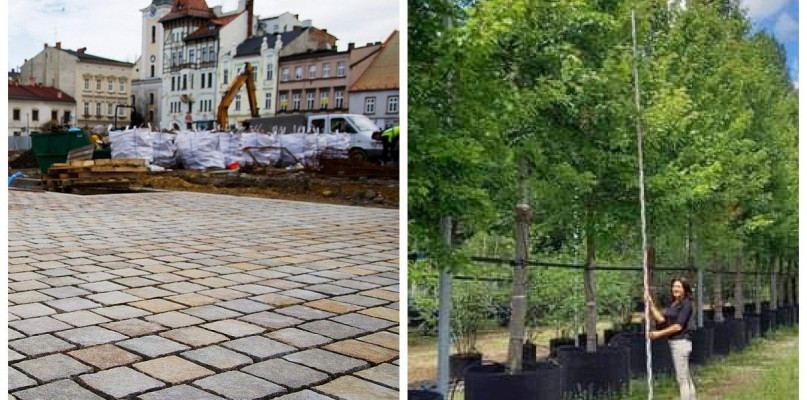 Drzewa z holenderskiej szkółki Van den Berk Nurseries wyruszyły do Bielska-Białej. To właśnie one posadzone zostaną na rewitalizowanym placu Wojska Polskiego.