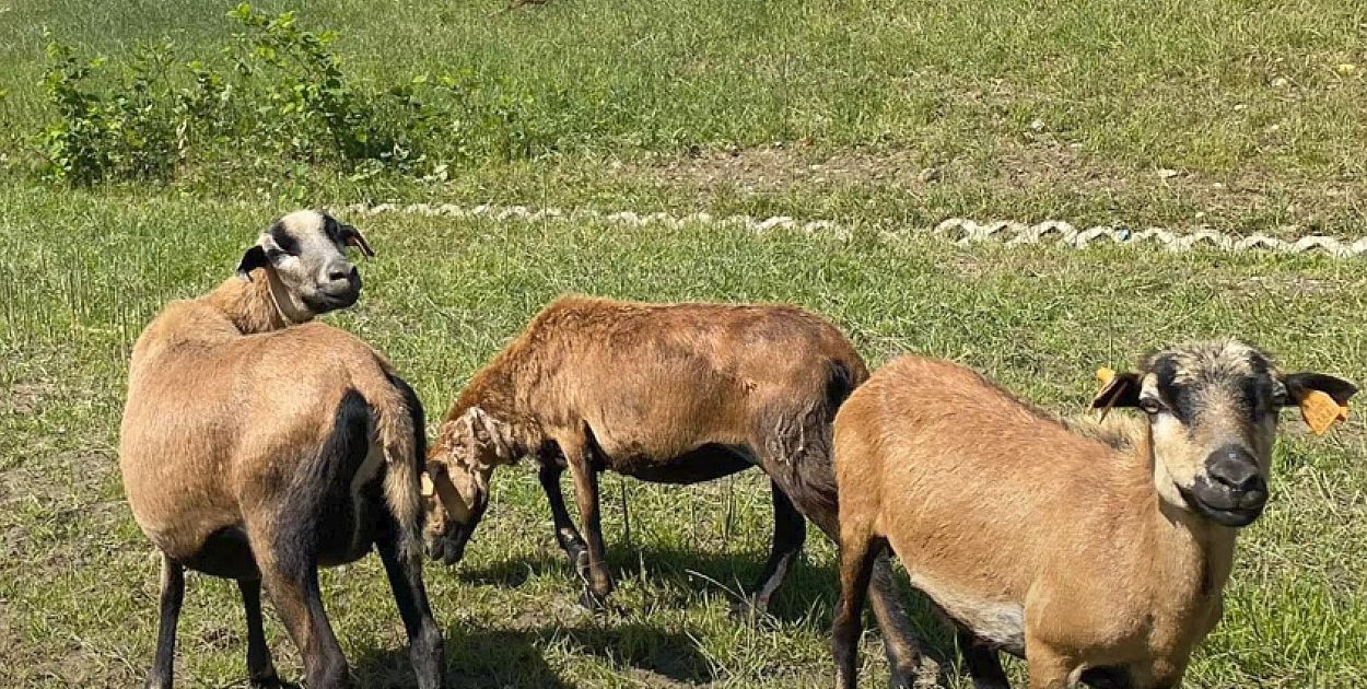 Owce kameruńskie na usługach miejskich