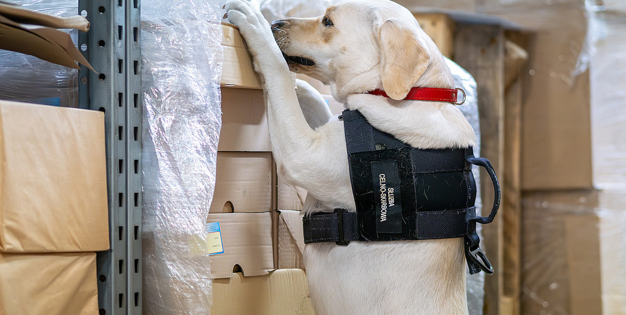 Labradorka Beti pomogła w wykryciu 18 kg nielegalnego tytoniu w Bielsku-Białej