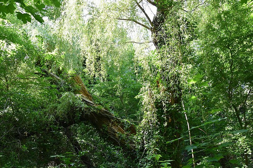 Porządki w Tajemniczym Ogrodzie na żydowskiej nekropolii
