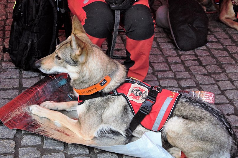 Finał 31. Wielkiej Orkiestry Świątecznej Pomocy