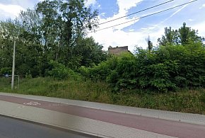 Bielsko-Biała – nowe drzewa i krzewy wzbogacą miejską zieleń-21233