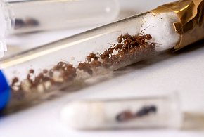Nielegalni podróżnicy z Meksyku i Wietnamu-21280