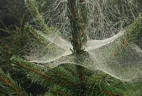 Kupujesz żywą choinkę na święta? Ten szczegół łatwo przeoczyć-22786