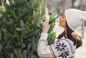 Choinkowa gorączka? Sprawdź, czy Twoje drzewko jest legalne-22821