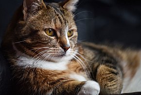 Koty funkcjonują prawdopodobnie na wyższym poziomie, niż potrafimy to zobaczyć