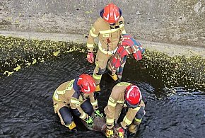 Młoda sarna utknęła w betonowym korycie rzeki. Interweniowali strażacy