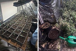 Nielegalna plantacja konopi zlikwidowana w Bielsku-Białej