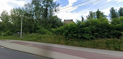 Bielsko-Biała – nowe drzewa i krzewy wzbogacą miejską zieleń-21233