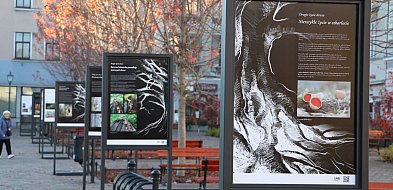 Drugie życie drzew – wyjątkowa wystawa w Bielsku-Białej-22148