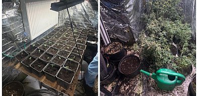 Nielegalna plantacja konopi zlikwidowana w Bielsku-Białej