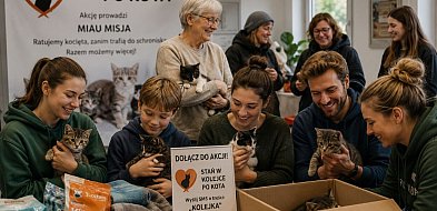 Kociaki do adopcji - ustaw się w kolejce!