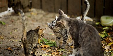 Petycja w sprawie kotów wolno żyjących w Bielsku-Białej. 300 podpisów