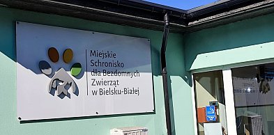 Ile miasto przeznaczy na bezdomne zwierzęta w roku 2026