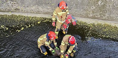 Młoda sarna utknęła w betonowym korycie rzeki. Interweniowali strażacy
